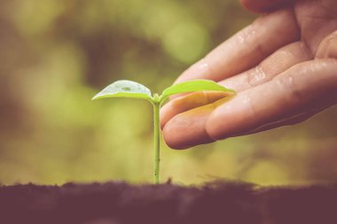 Bitkiye dokunmayacak kişi 