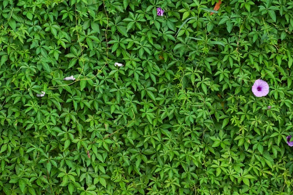 朝顔の花の壁 — ストック写真