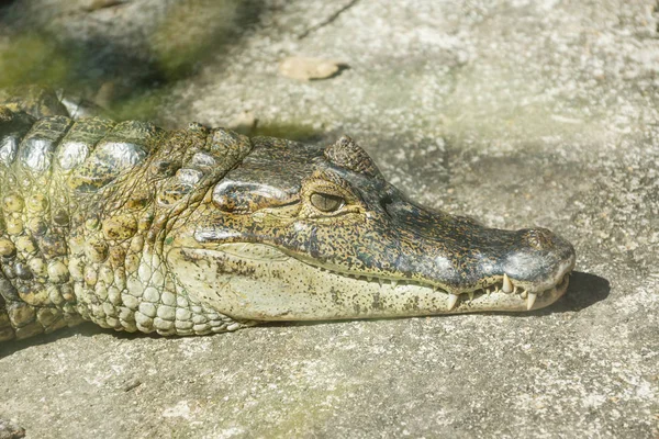 Crocodile caïman couché — Photo