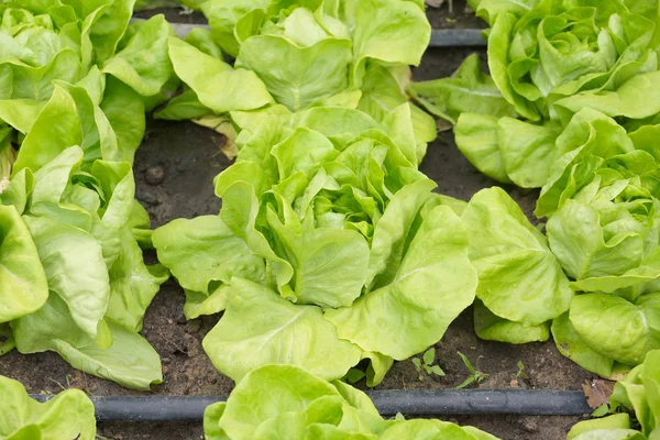 Салат из зеленой капусты — стоковое фото