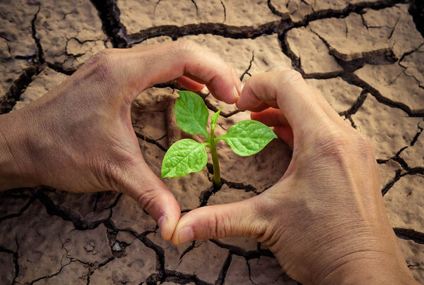 Руки, формирующие сердце
