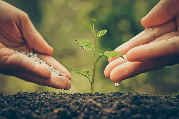 Person nurturing and watering plant — Stock Photo, Image