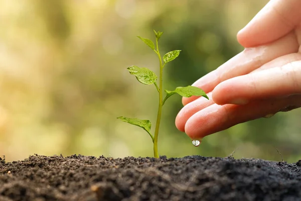 Planta de riego de persona — Foto de Stock