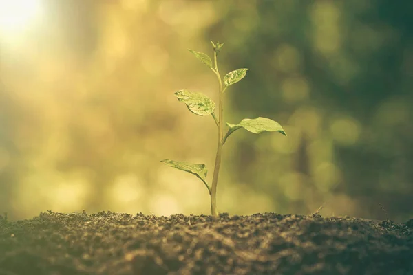 Planta que crece en suelo fértil —  Fotos de Stock