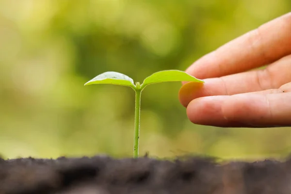 Planta de toque de pessoa — Fotografia de Stock