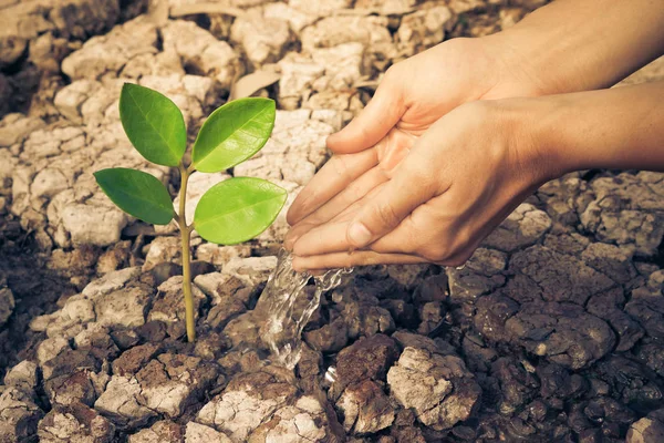 Hands watering tree — Stock Photo, Image