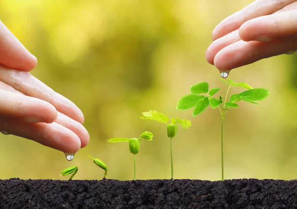 Plantas de rega para pessoas — Fotografia de Stock