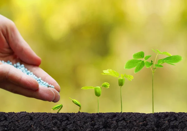 Persoană cultivarea plantelor — Fotografie, imagine de stoc