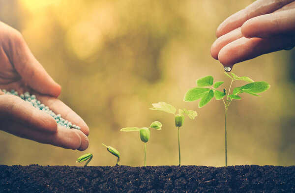 Выращивание и полив растений
