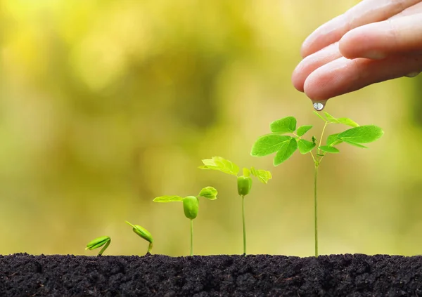 Person watering plants — Stock Photo, Image