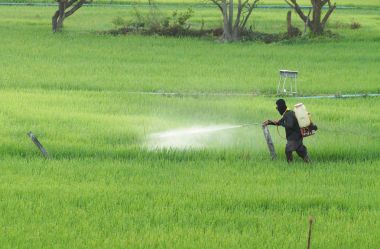 Taylandlı çiftçi pestisit pirinç çeltik alanı kullanma