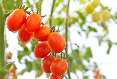  Kırmızı kiraz domates yeşil bir evde