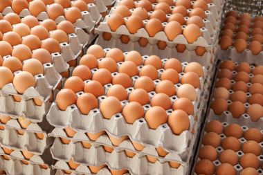 Kağıt tepsilerine tavuk yumurtası