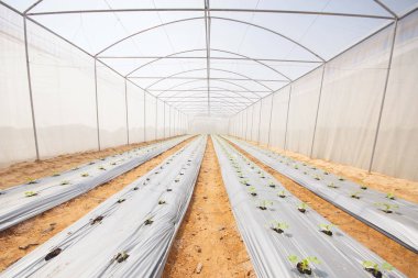 organik sebze dikimi için yeşil bir evde