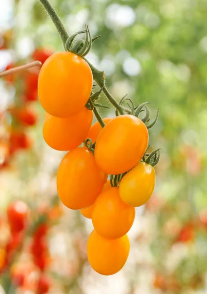 Yellow cherry tomato in a greenhouse — Stock Photo, Image