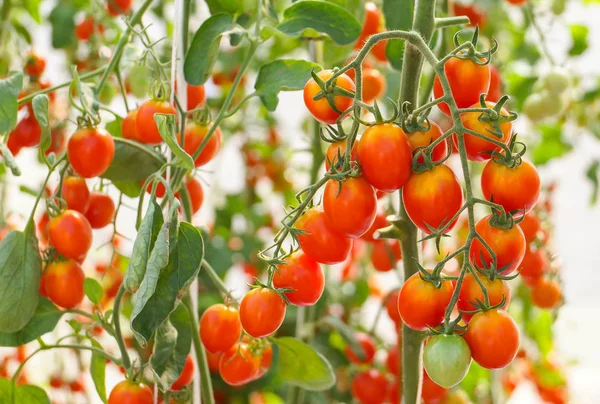 Red cherry tomato in a green house — Stock Photo, Image