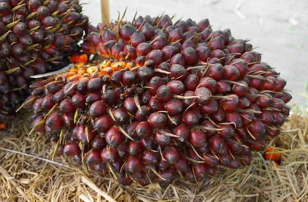 Масло пальмы крупным планом - пальма африканского масла — стоковое фото