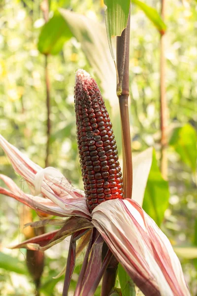 Крупный план кукурузы Флинта — стоковое фото