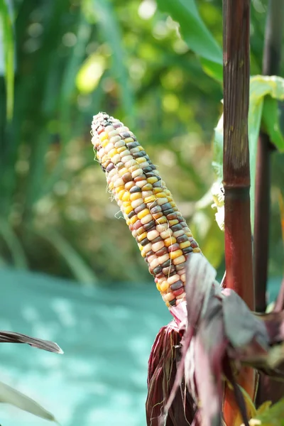 Крупный план кукурузы Флинта — стоковое фото