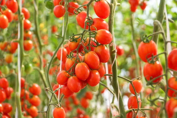 Red cherry tomato in a green house — Stock Photo, Image