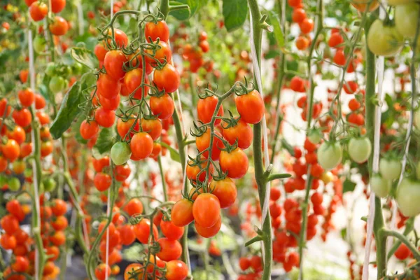 Red cherry tomato in a green house
