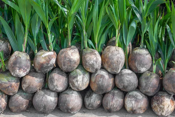 Plantas de coco jovens — Fotografia de Stock