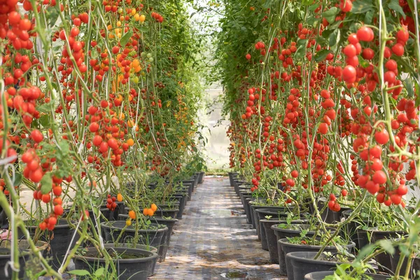 Rode cherry tomaat in een kas — Stockfoto