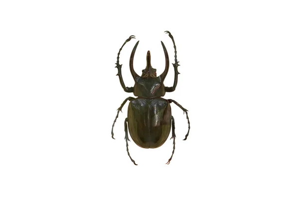 Reuze rhinoceros beetle geïsoleerd — Stockfoto