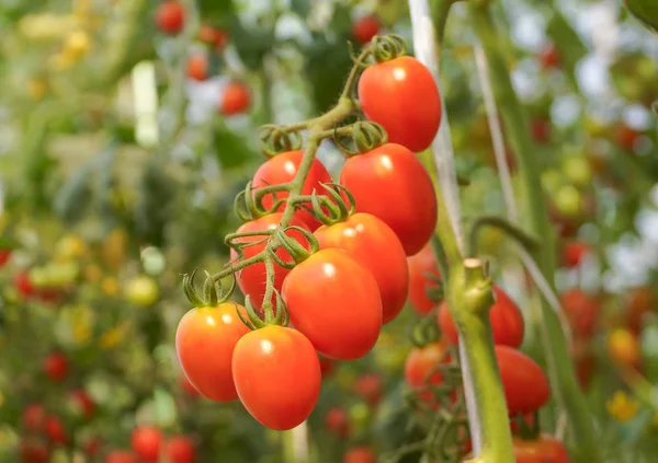 Red cherry tomato in a greenhouse — Stock Photo, Image