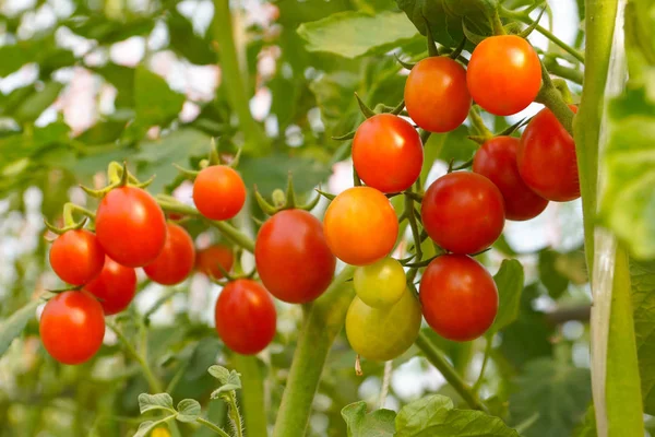 Red cherry tomato in a greenhouse — Stock Photo, Image