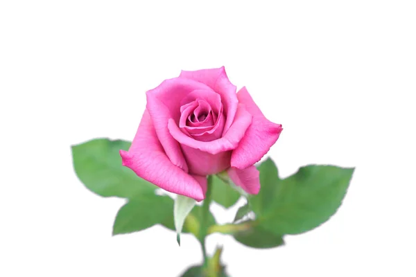 Рожева квітка троянди ізольована — стокове фото