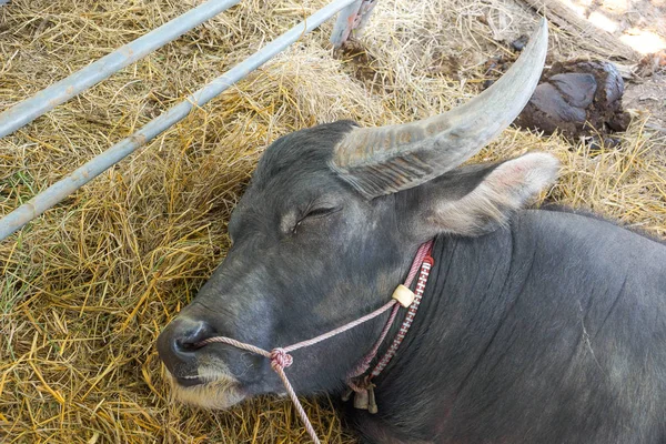 Búfalo de agua durmiendo en una jaula —  Fotos de Stock