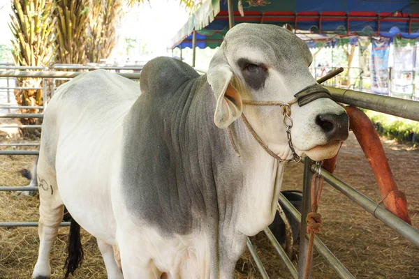 Brahman vaca en una jaula —  Fotos de Stock