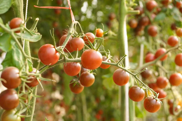 Purple cherry tomato in a green house — Stock Photo, Image