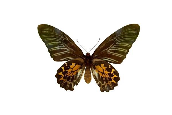 Troides aeacus / butterfly isolerade på vit bakgrund — Stockfoto