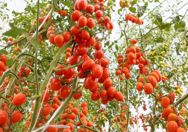 Красный вишневый помидор в теплице — стоковое фото