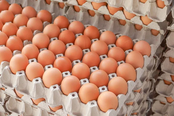 Chicken eggs in paper trays — Stock Photo, Image