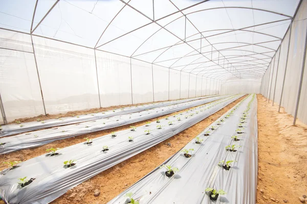 Een groen huis voor opplant van biologische groenten — Stockfoto