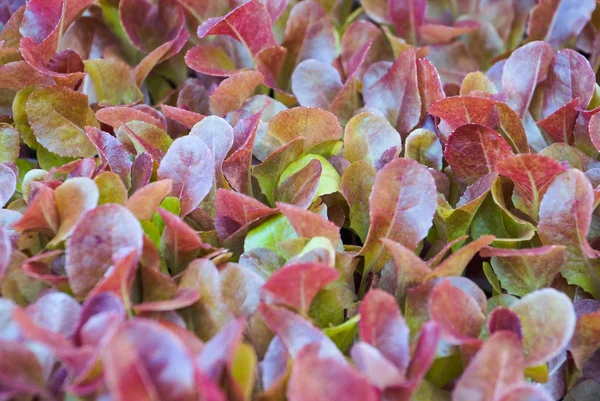 Hydroponic Salat Gemüsefarm - rote Eiche — Stockfoto