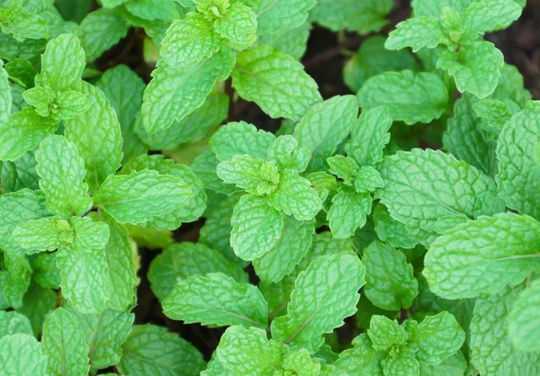 Foglie di menta piperita verde per sfondo — Foto Stock