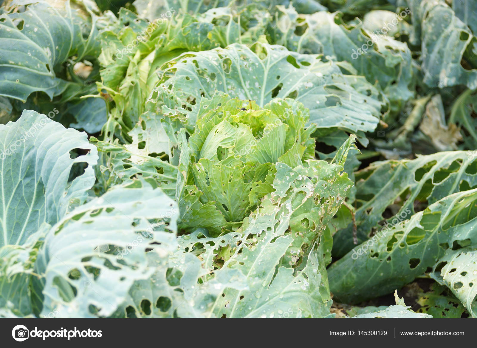 Vegetables damaged by pest disease &mdash; Stock Photo &copy; weerapat #145300129