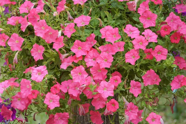 Petunia roze bloem voor achtergrond — Stockfoto