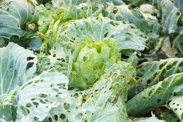 野菜害虫病気によって損傷 — ストック写真