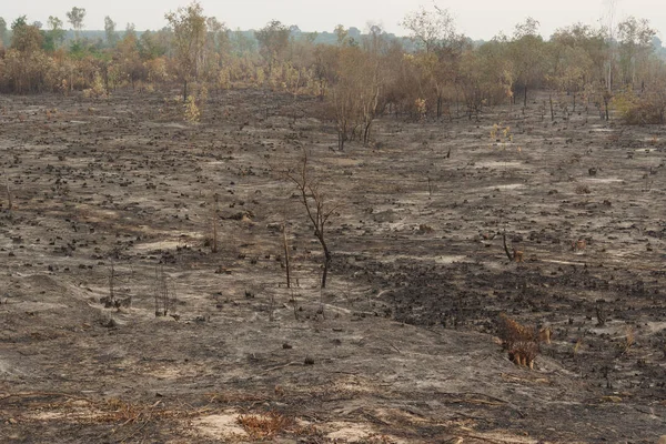 Cutting down trees and burning land