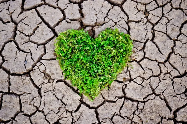 Зелене серце на тріснутій землі — стокове фото
