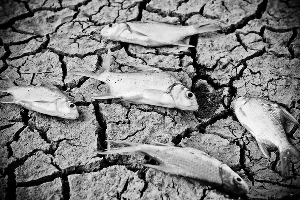 Peces murieron en tierra agrietada —  Fotos de Stock