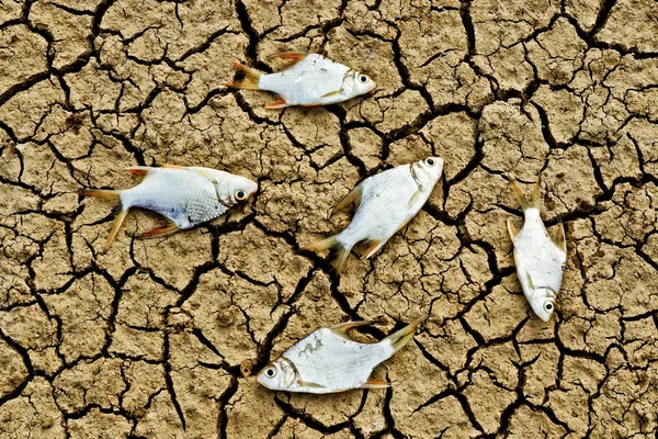 Ikan mati di bumi retak — Stok Foto