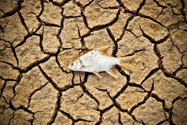 Ikan mati di bumi retak — Stok Foto