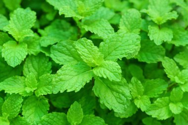 Yeşil nane yaprakları