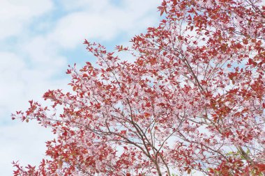 Mavi gökyüzü arka plan ile çiçek